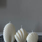 Seashell Set