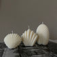 Seashell Set